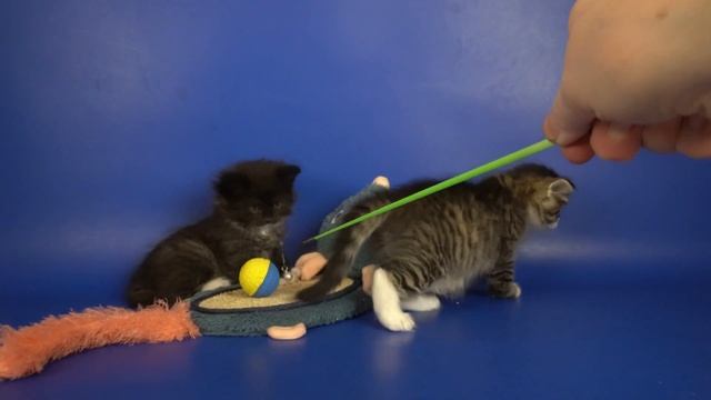 Сибирская кошечка Tootsie, 1 месяц 9 дней, окрас черный пятнистый с белым смотреть онлайн