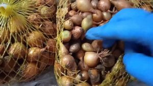 Как хранить лук севок, если купили в в конце февраля или начале марта, в квартире