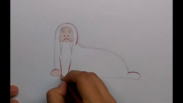 Как легко нарисовать моржа смотреть онлайн