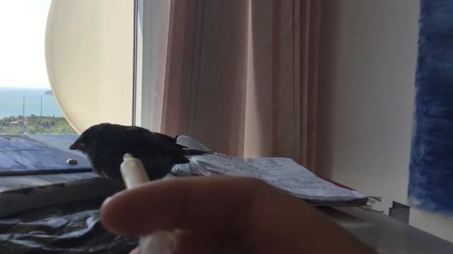 Степка воробей, как он кушает когда голоден!