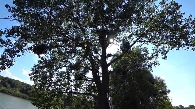 Навес готов? ЗИПЛАЙН. Повис на верхушке дерева.. Ми-ми пропала / Загородная жизнь