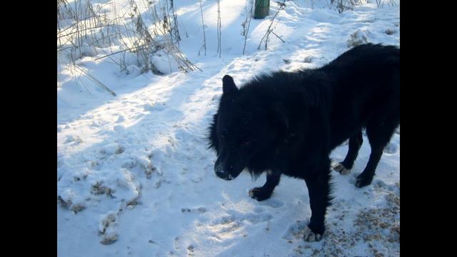 Диалог с собакой смотреть онлайн