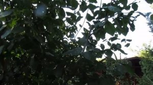 Обрезка сливы в июле. Особенности поздней обрезки летом