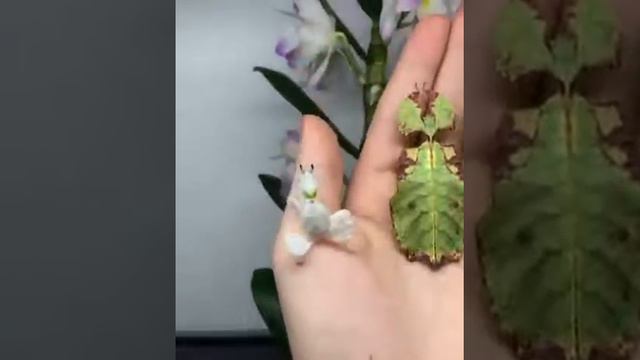 سبحان الله الخالق المبدع смотреть онлайн
