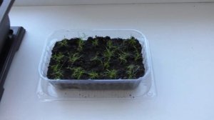 Мшанка ? шиловидная (ирландский мох) - неприхотливый зелёный газон у дома или на подоконнике.