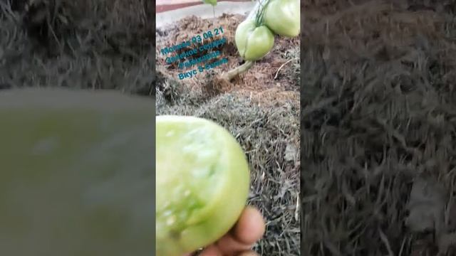 Зелёное сердце рейнхарда #сорттомат #shorts #садоводство смотреть онлайн