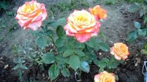High Society. Роза высший свет. Не оторвать взгляд.