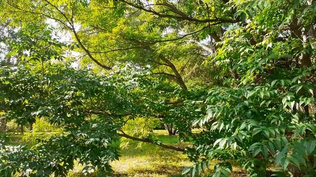 Бархат амурский. Композиция с хвойными. Август. Небольшой обзор. смотреть онлайн