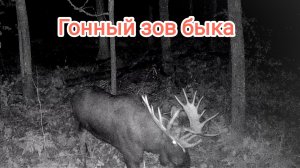 Гонный зов лося, прикол с медведем. Опять волки.