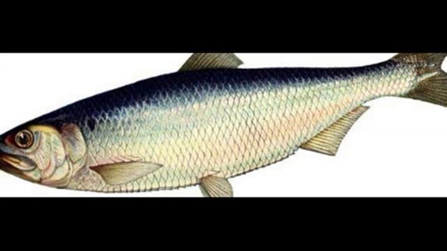 Самая полезная Рыба Омега 3 жирные кислоты в какой рыбе смотреть онлайн