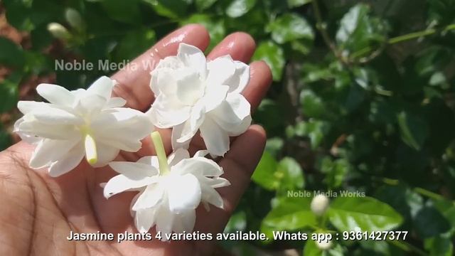 Rare Fragrant Arabian Jasmine- Jasmine Mogra - Grand Duke plants for sale.. смотреть онлайн