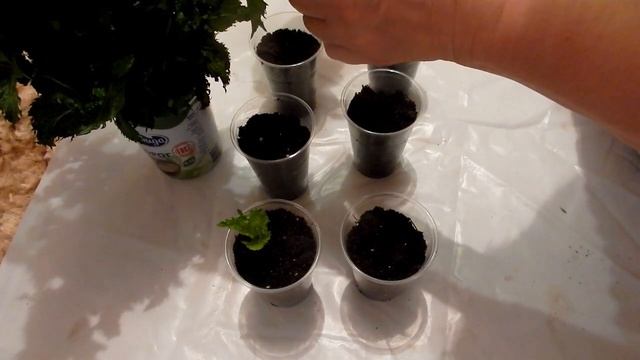 Огород на окне мята мелисса из черенков укоренение веточек мяты смотреть онлайн