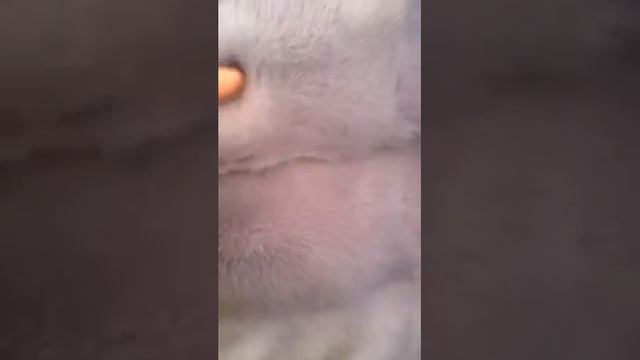 Голубая норка высшего качества смотреть онлайн
