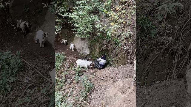 ?Cliff Way to the Village | Most Dangerous Cliff Way to the Home | Rural life смотреть онлайн
