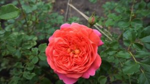 Сорт розы Кристофер Марлоу (Christopher Marlowe)