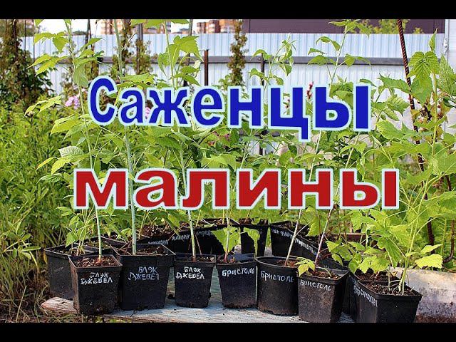 Саженцы малины смотреть онлайн