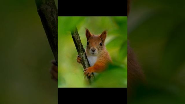 89 дикие животные и птицы и не только смотреть онлайн