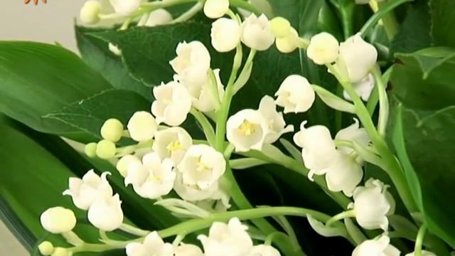 Букет "Ландыши, ландыши..." от Flower-shop.ru смотреть онлайн