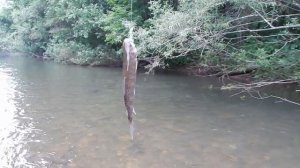 Рыбалка в Приморье. Река Муравейка. 04-06.08.2017 г.