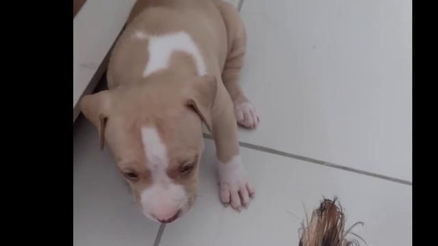 Filhote de Pitbull 30 dias brincando смотреть онлайн