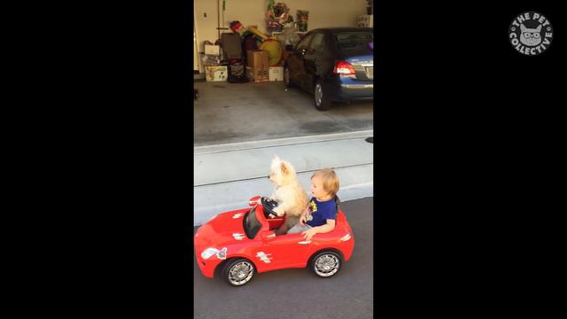 Adulting Dogs | Funny Dog Video Compilation 2017