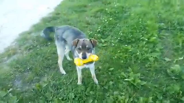 Клип про Собак:) Цените их) смотреть онлайн