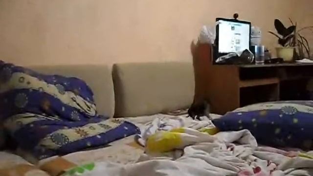 бешенство щенка Русского той-терьера смотреть онлайн