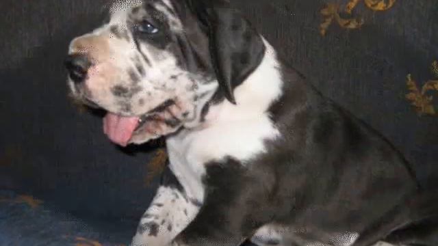 040416 дог Продажа щенков 89126101736 Марина смотреть онлайн