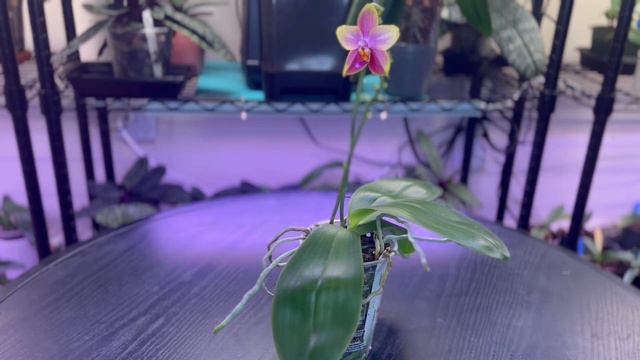 Let’s Chat! Phalaenopsis Sweet Memory смотреть онлайн