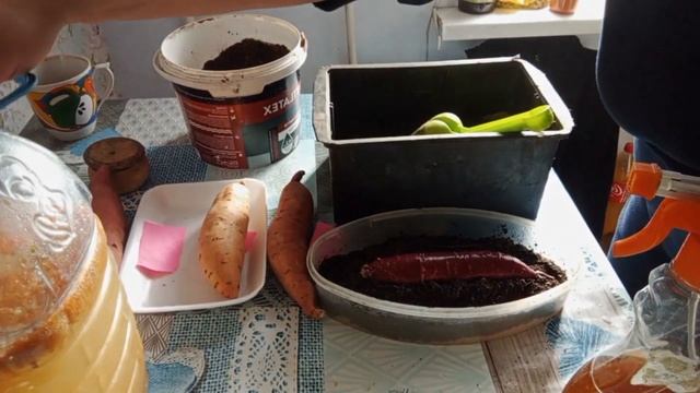 Как вырастить рассаду батата. Сорт батата - Гоча, Перпл, Рубин, Каролина. смотреть онлайн