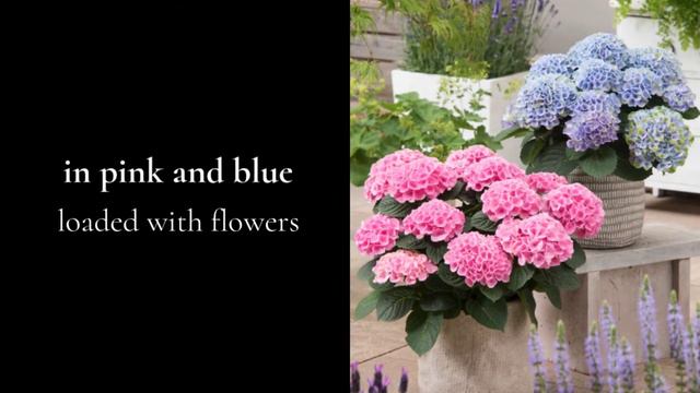 New Everlasting Hydrangeas смотреть онлайн