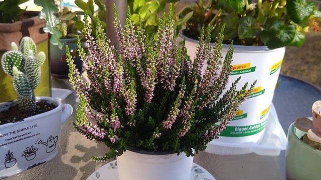 极美的欧石楠和养护计划 Extremely Beautiful Calluna Heather And Conservation Plan