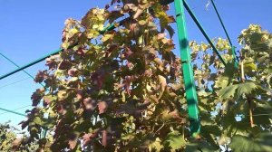 Сорт винограду Аватар " Moon drops". 15.10.2022