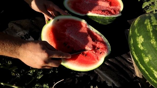 Реально все! Арбуз в открытом грунте на севере - Сорт Дайтона F1, на лагенарии. смотреть онлайн