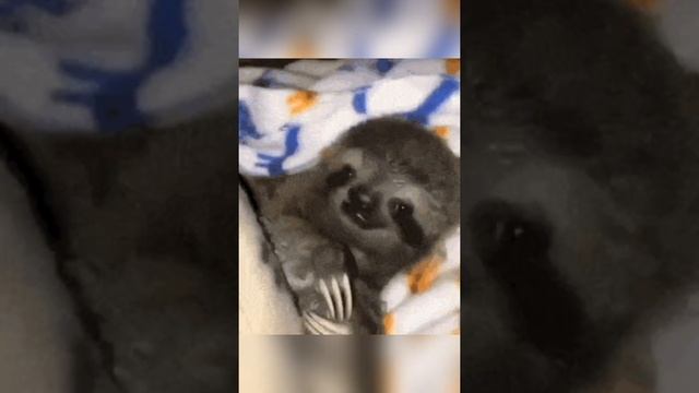 интересные факты о ленивцах #shorts смотреть онлайн