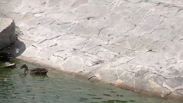 Зоопарк-Сафари.Бердянск 2016 год. смотреть онлайн