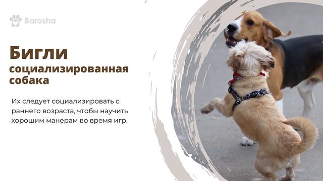 Бигль Характер и Темперамент, дрессировка