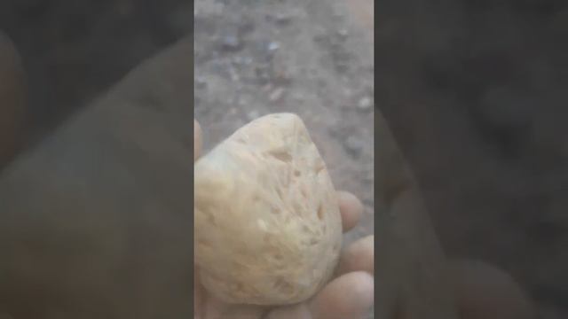 PEDRA CARRAPICHO SERA QUE FICA BOA? смотреть онлайн
