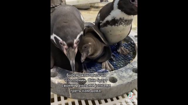 выпуск Забавные животные, смешные и милые подборка из тик тока смотреть онлайн