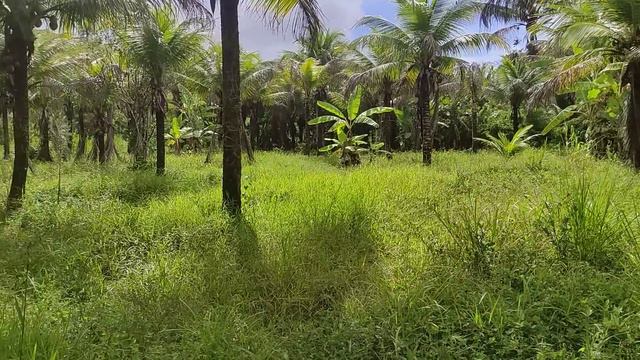 Vende se esse sítio no Engenho Terezinha Água Preta Pernambuco 80 mil (081)991258644/ 996309085 смотреть онлайн