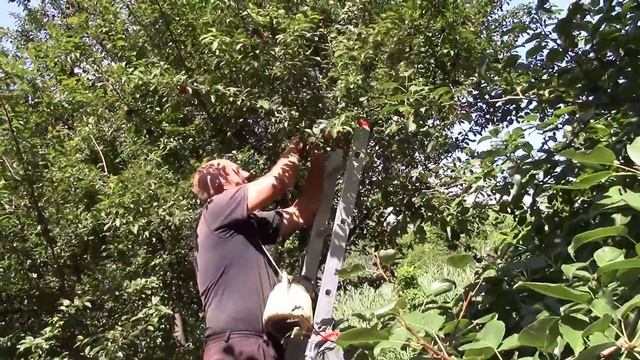 Алыча. Сбор урожая. смотреть онлайн