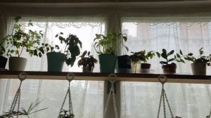 Быстрый, простой, многоразовый способ притенения окна. Спасаем  растения от жары.