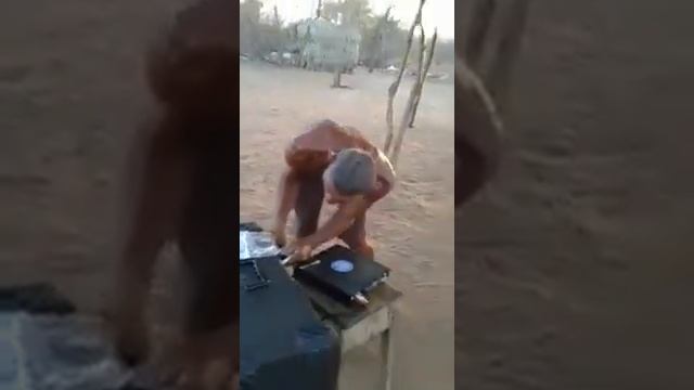 Человек похож на обезьяну. смотреть онлайн