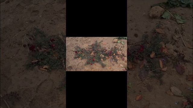 Готовим сад к зиме. Обрезка хризантем. Укрытие плетистой розы. смотреть онлайн