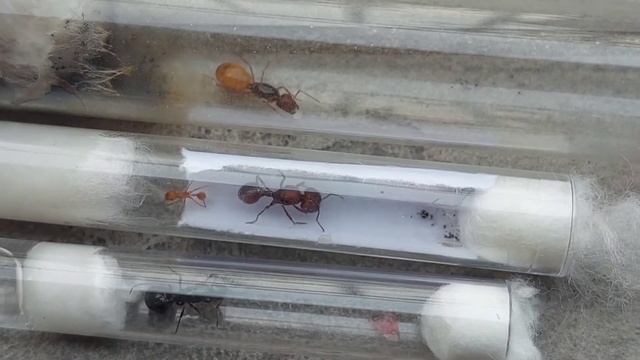 Camponotus fedtschenkoi (China) vs Pogonomyrmex badius (USA) vs Messor minor (Italy) смотреть онлайн