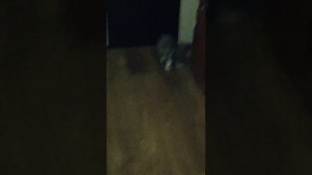 Мейнкун #котик смотреть онлайн