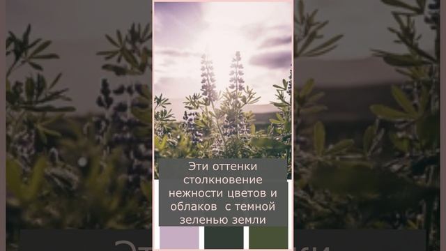 Сочетание цветов. Лиловый и хаки смотреть онлайн