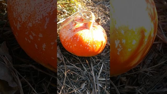 Плод тыквы сорта Стофунтовая сорван Седьмого Октября - совсем не тянет на сто фунтов смотреть онлайн