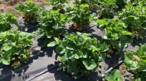 Клубника сорт Альтесс: сладкий всесезонный десерт