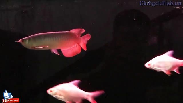 Huyết long VIP - WANTED RED AROWANA - Goldfish Club смотреть онлайн